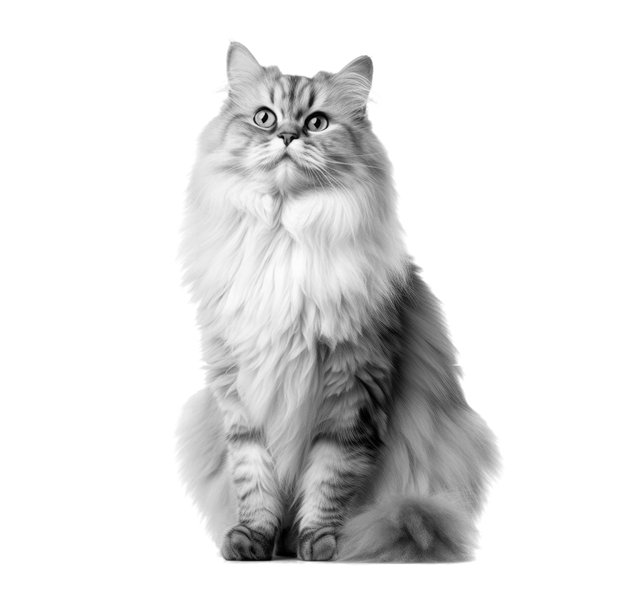 siberiano