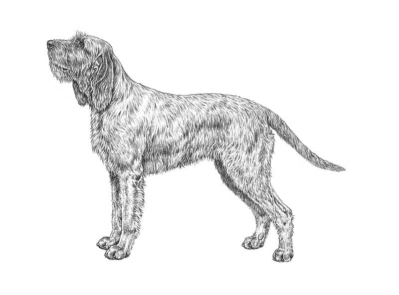 spinone