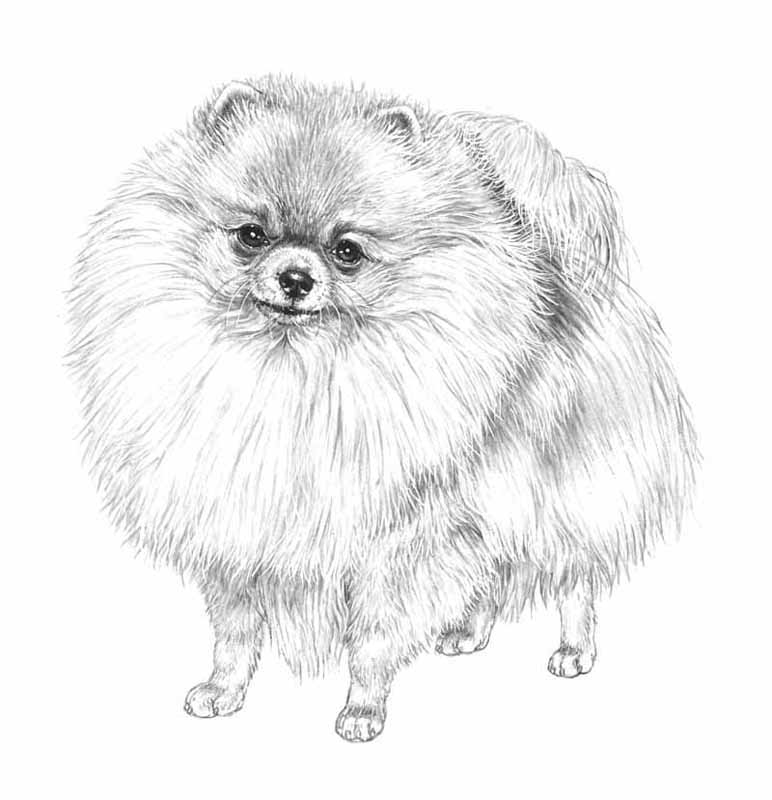 spitz