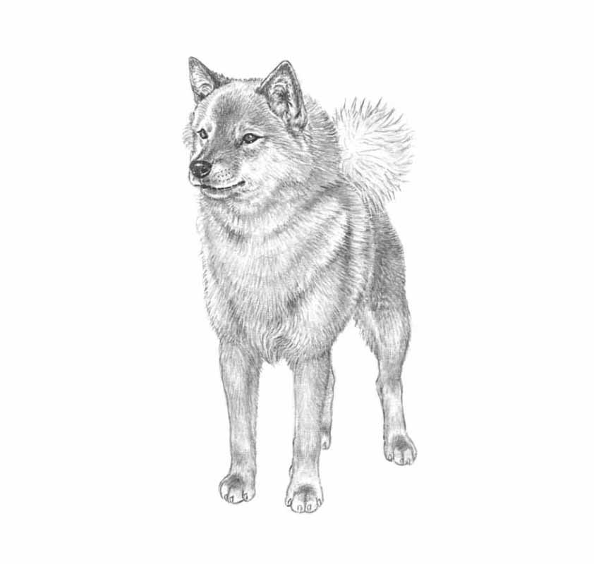 spitz finnico