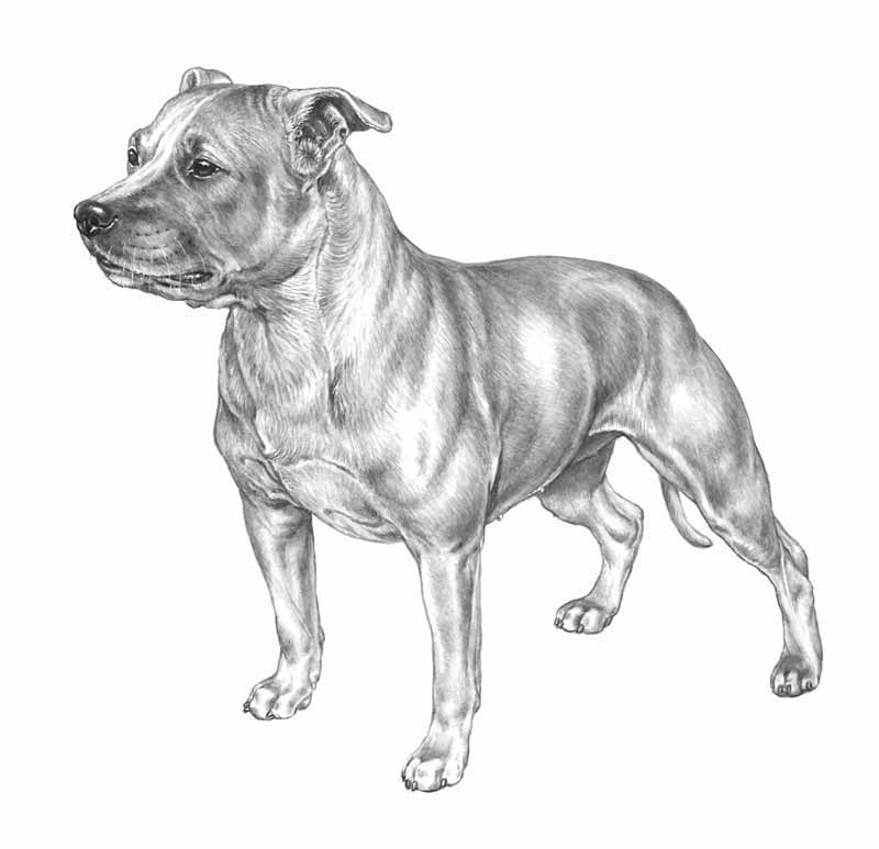 staffordshire