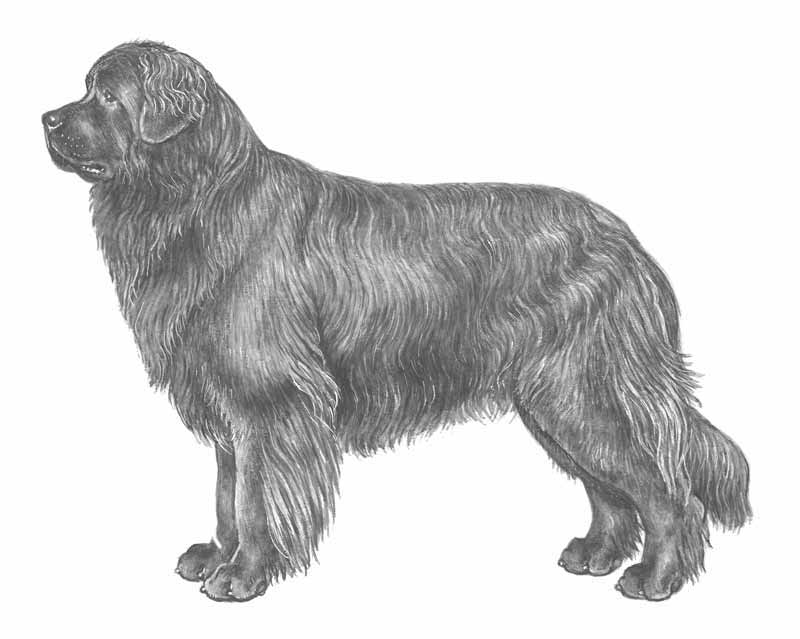 terranova