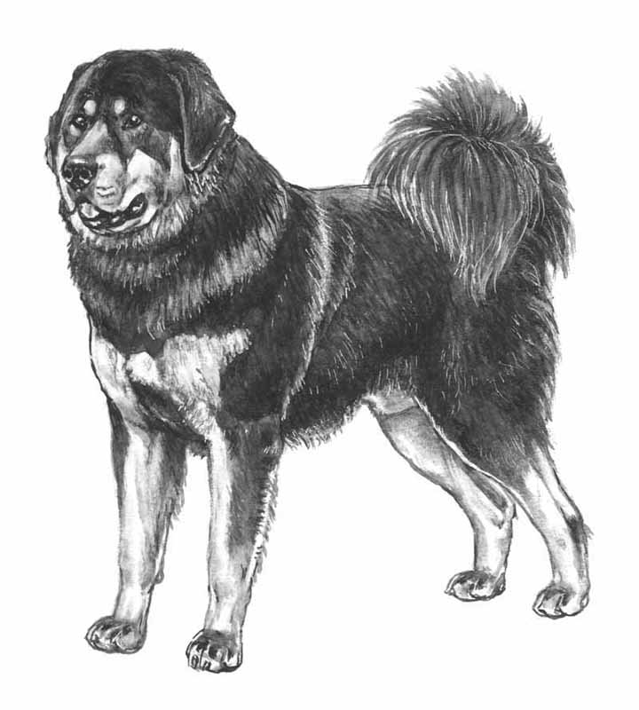 tibetan mastiff