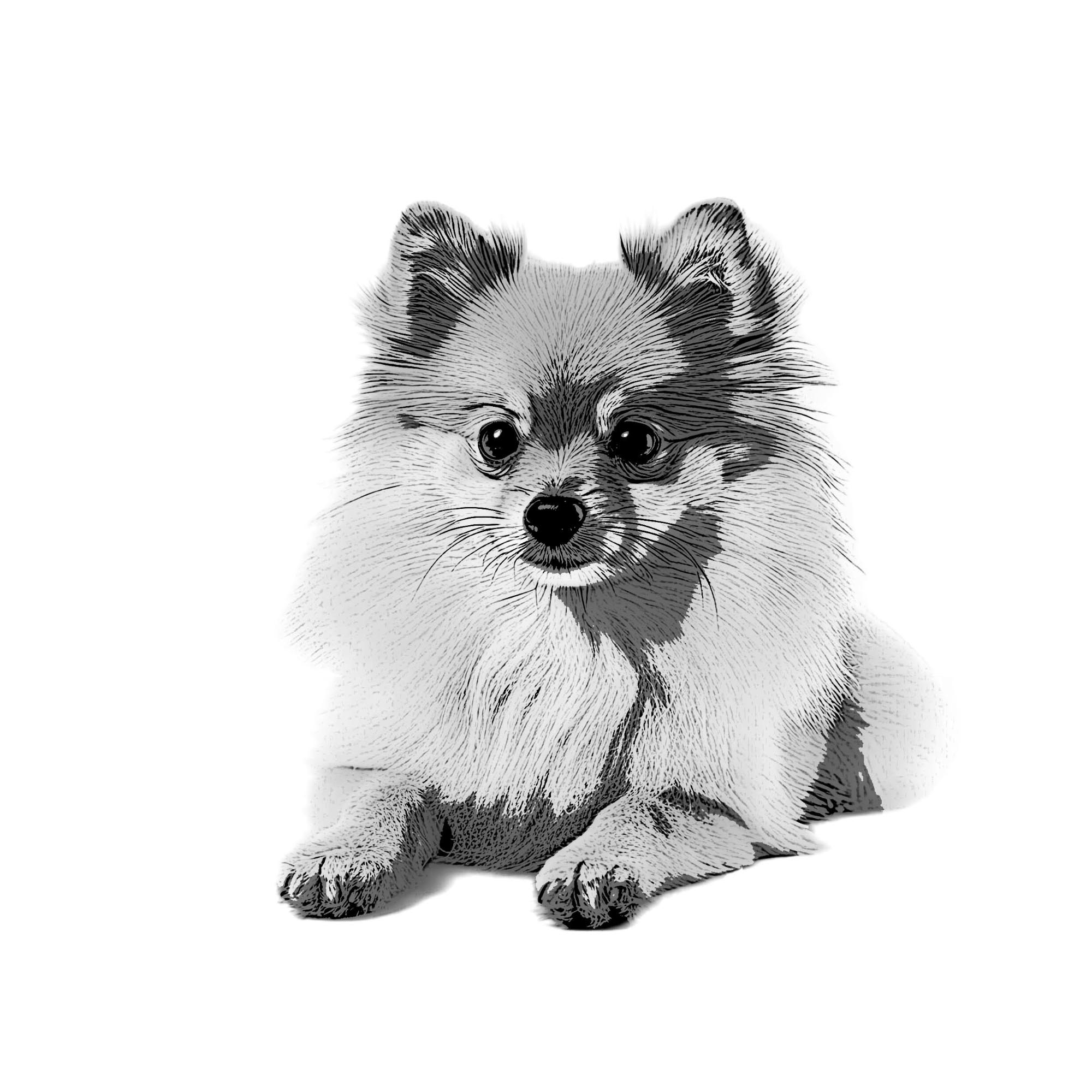wolfspitz